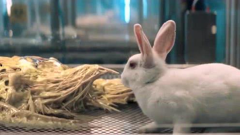 兔子视频污版国产在线,国产在线内容的另类视角