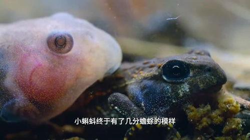 蝌蚪宝国产视频下载,蝌蚪宝下载引领潮流