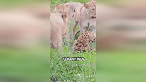 国产花豹视频网站免费观看